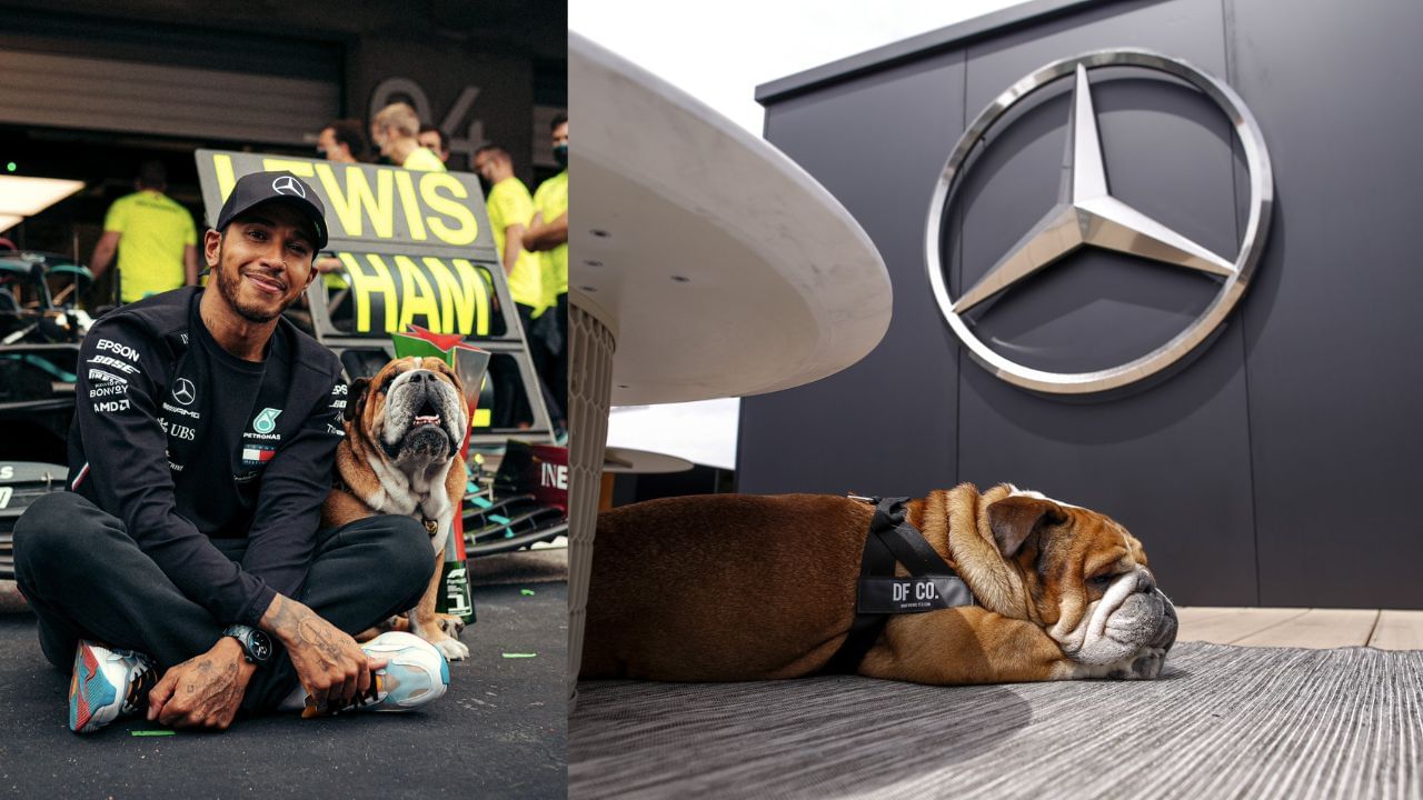 Even Tiger Is Scared Of Formula One driver Lewis Hamilton 4