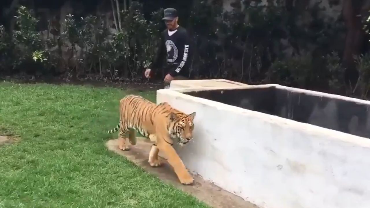 Even Tiger Is Scared Of Formula One driver Lewis Hamilton 6