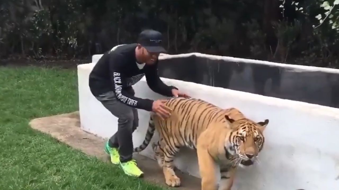 Even Tiger Is Scared Of Formula One driver Lewis Hamilton 7