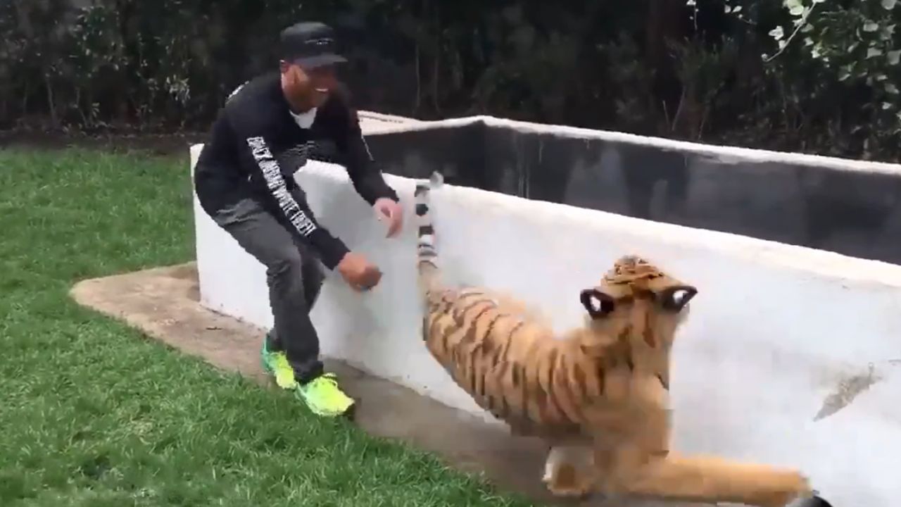 Even Tiger Is Scared Of Formula One driver Lewis Hamilton 8