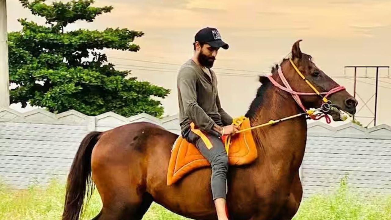 Jadeja horse