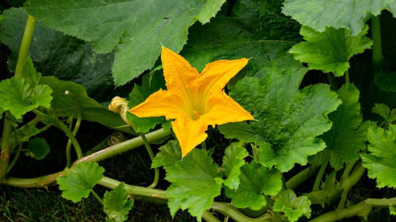 শীতকালে বাজারে বেশ কুমড়ো ফুল এসেছে। সঙ্গে টাটকা রুই মাছ কিনে আনুন। একটু বড় দেখে রুই নিতে হবে। মাছ খুব ভাল করে ধুয়ে নিতে হবে কুমড়ো ফুলের বোঁটা ছাড়িয়ে রাখুন 