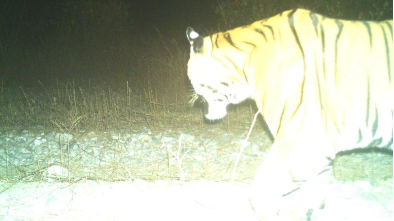 Tiger Sighting: বর্ষশেষে বক্সায় বাঘের দর্শন, শীতের সন্ধেয় গভীর জঙ্গলে ‘রয়্যাল’ চালচলন