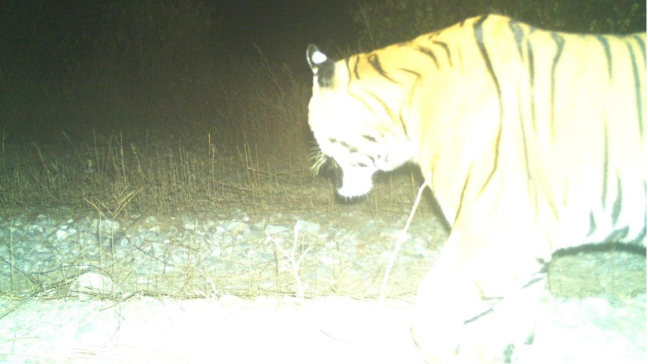 Tiger Sighting: বর্ষশেষে বক্সায় বাঘের দর্শন, শীতের সন্ধেয় গভীর জঙ্গলে 'রয়্যাল' চালচলন