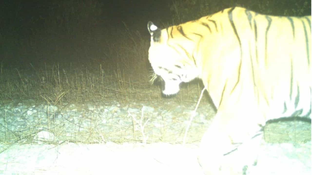 Tiger Sighting: বর্ষশেষে বক্সায় বাঘের দর্শন, শীতের সন্ধেয় গভীর জঙ্গলে 'রয়্যাল' চালচলন Tiger Sighting: বর্ষশেষে বক্সায় বাঘের দর্শন, শীতের সন্ধেয় গভীর জঙ্গলে 'রয়্যাল' চালচলন
