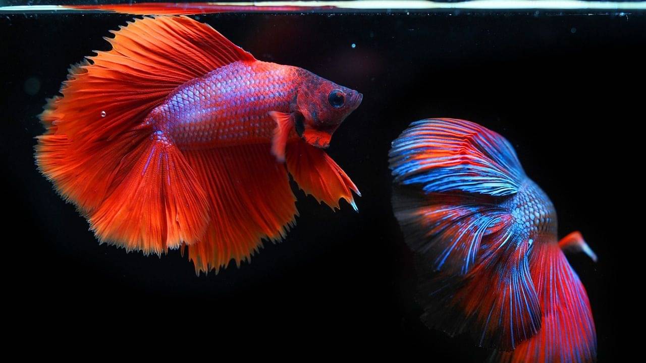 Googles Most Asked Question: মাছ কীভাবে সেক্স করে? Google-র কাছে প্রশ্ন নেটাগরিকদের