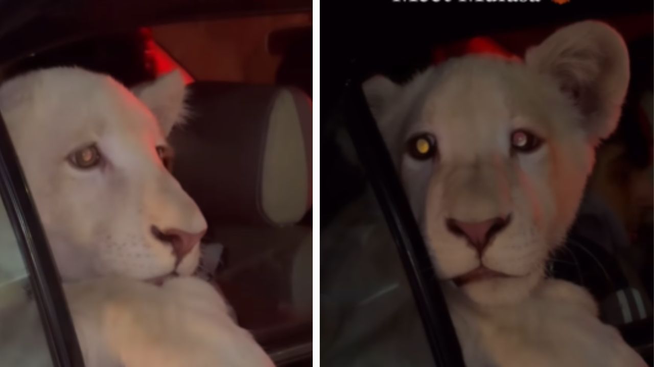 Lion in Car: পাকিস্তানেই সম্ভব! গাড়ির ব্যাকসিটে বসে রয়েছে সিংহের ছানা, হতবাক সবাই Lion in Car: পাকিস্তানেই সম্ভব! গাড়ির ব্যাকসিটে বসে রয়েছে সিংহের ছানা, হতবাক সবাই