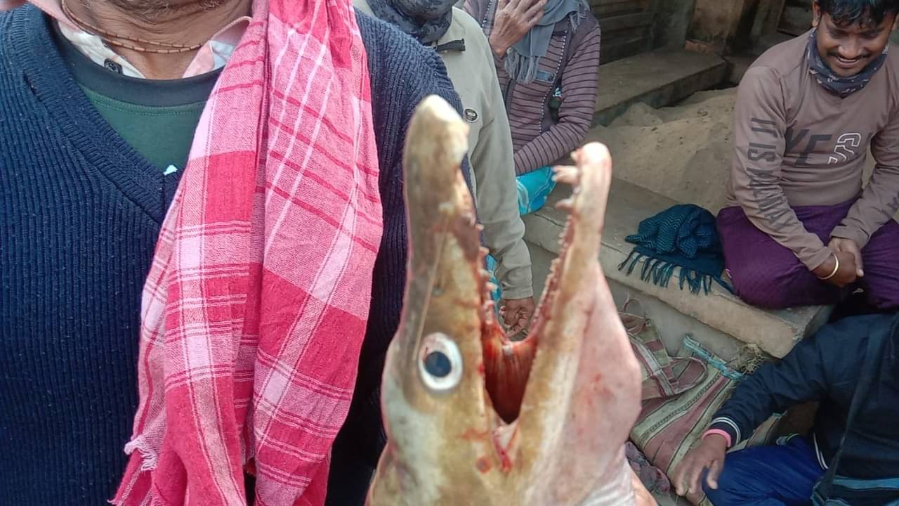 Basirhat: চাষের জমিতে ঝাপট, বিশাল হাঁ; দেখে তো মূর্ছা যাওয়ার জোগাড় কৃষকের