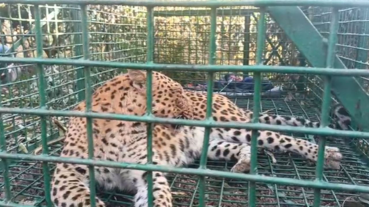 Leopard: মধ্যরাত থেকে শোনা যাচ্ছিল গর্জন, ভোরে চা বাগানে পা রাখতেই...