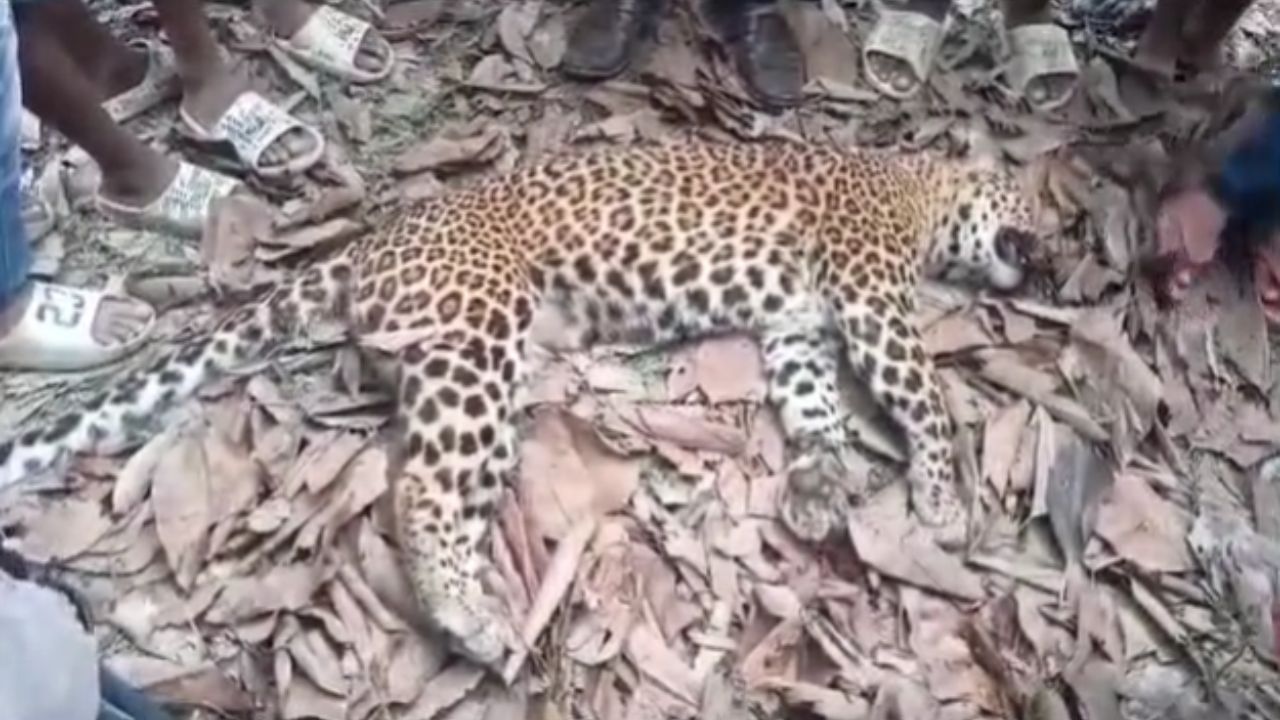 Alipurduar Leopard:  শ্মশানের পাশে চিতাবাঘের রক্তাক্ত শরীর! নেপথ্যে অন্য গন্ধ পাচ্ছেন পশু বিশেষজ্ঞরা