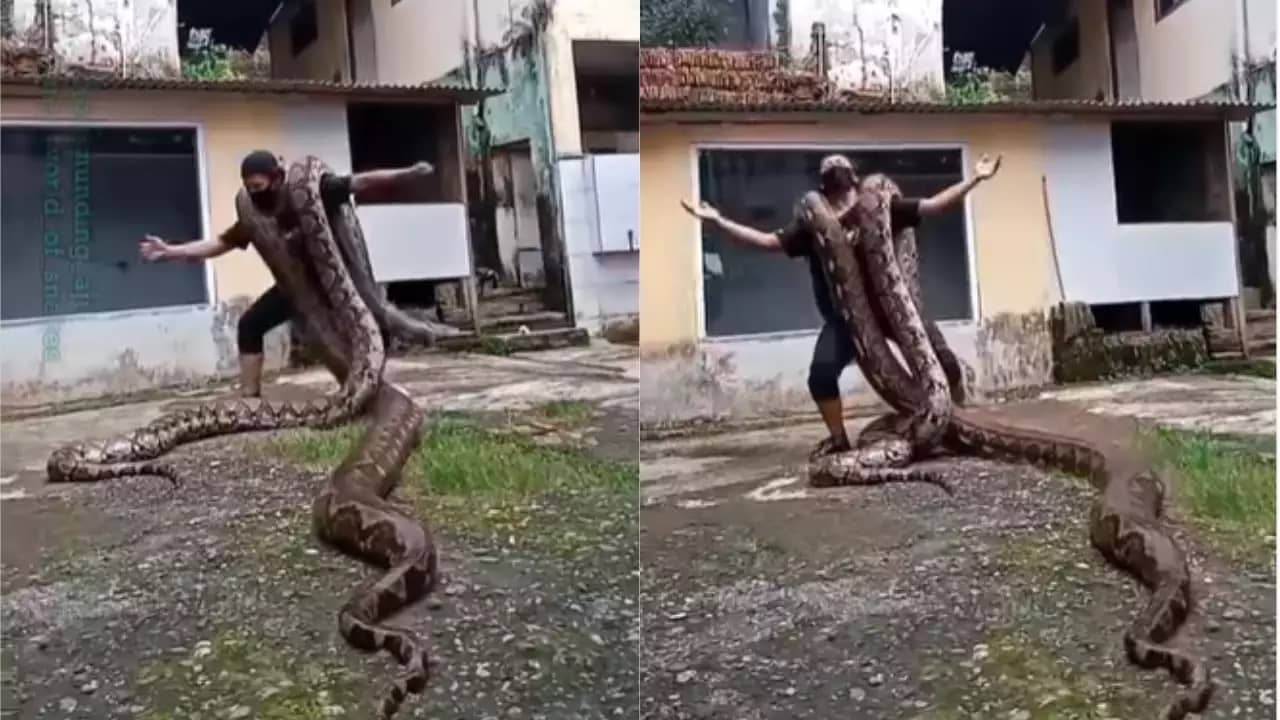 Viral Video: কাঁধে দুটি পাইথন নিয়ে ব্যক্তির অতি আনন্দে নৃত্য, নেটদুনিয়া হতবাক!
