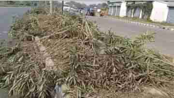 Newtown: ন্যাড়া হয়ে যাচ্ছে নিউটাউন! রাস্তায় পড়ে একের পর এক গাছ, ফুঁসছেন বাসিন্দারা