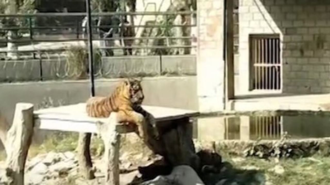 Pakistan: বাঘের মুখে জুতো দেখেই হয়েছিল সন্দেহ, খাঁচায় ঢুকে আরও বাড়ল রহস্য Pakistan: বাঘের মুখে জুতো দেখেই হয়েছিল সন্দেহ, খাঁচায় ঢুকে আরও বাড়ল রহস্য