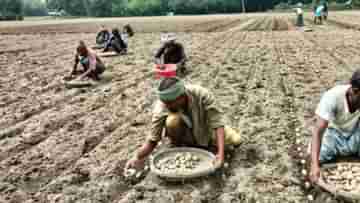 Potato Farmers: দেখা নেই শীতের, সঙ্গে গোদের উপর বিষফোড়া নিম্নচাপ, মাথায় হাত বাংলার আলু চাষিদের