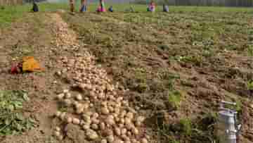 Potato Farming: এই জন্যই বাড়ে আলুর দাম, দেখুন কাণ্ড