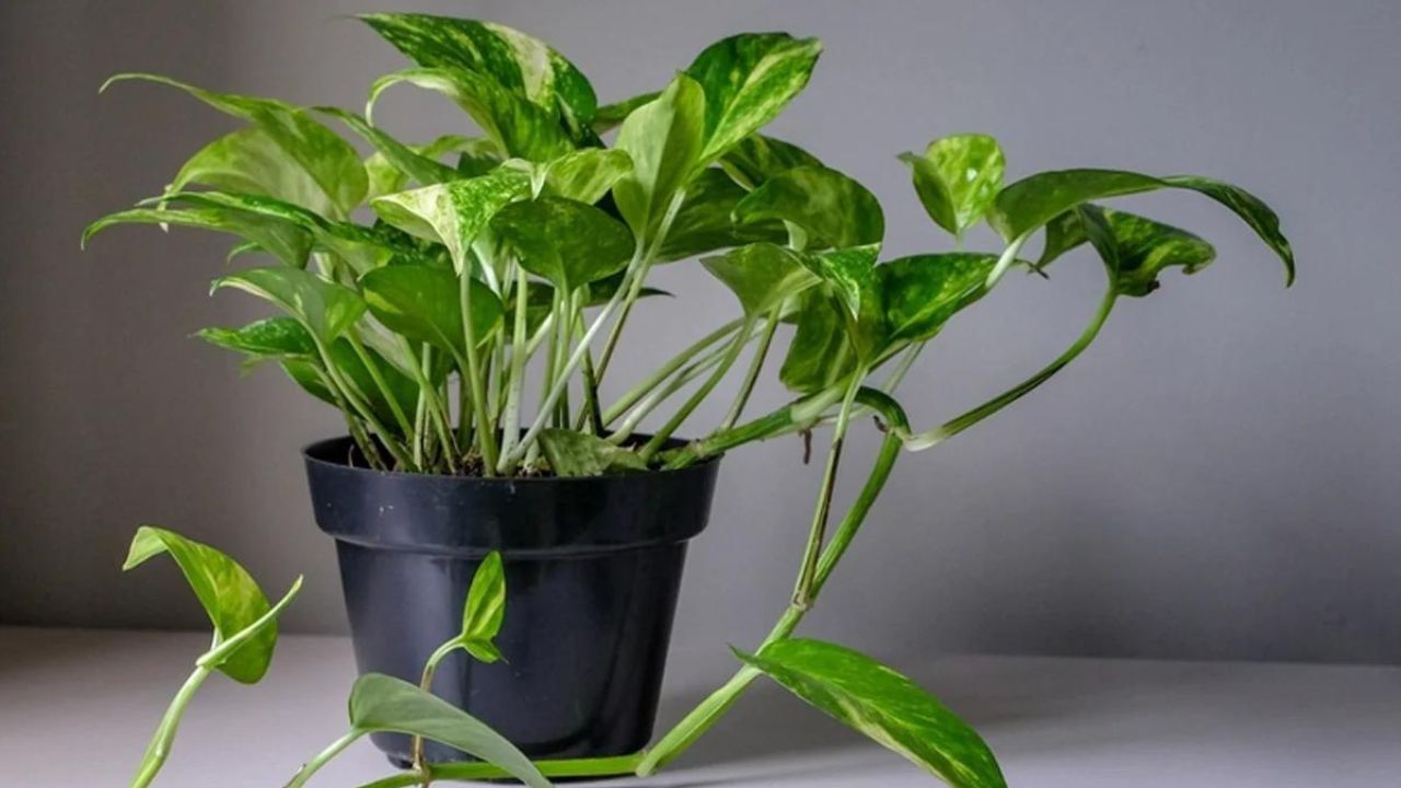 মানি প্ল্যান্ট শুক্রের সঙ্গে জড়িত। সৌভাগ্য,সম্পদ, বিলাসিতা, সুখ ও ঐশ্বর্যের প্রতীক হল শুক্র। বাস্তুশাস্ত্রে মানি প্ল্যান্টের উপকারিতা ও অবদান রয়েছে বিশেষ। তাই বাড়িতে বা অন্দরে কোন দিকে রাখলে সত্যিকারের উপকার পাবেন তা জানা জরুরি। বাস্তুমতে, বাড়িতে মানি প্ল্যান্ট রাখলে জীবনে ইতিবাচক শক্তি বাড়ে, অর্থের অভাব হয় না কখনও।