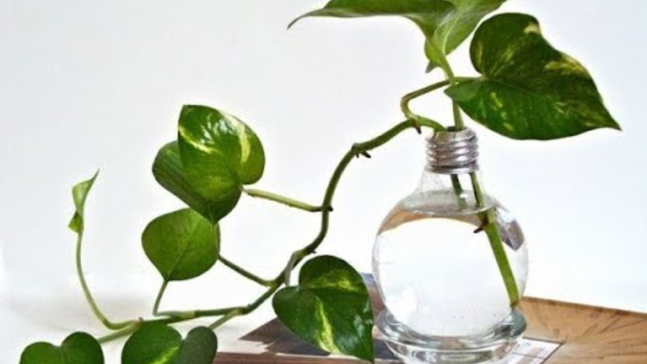 বাড়ির দক্ষিণ-পূর্ব দিকে মানি প্ল্যান্ট লাগানো উত্তম বলে মনে করা হয়। এই দিকের অধিপতি হলেন গণেশ। আর এইদিকের প্রতীক হলে স্বয়ং শুক্রগ্রহ। এই দিকে মানি প্ল্যান্ট লাগালে ভগবান গণেশ জীবনের সব বাধা বিঘ্ন দূর করেন,শুক্র গ্রহ সুখ, ধন-সম্পত্তি বৃদ্ধি করে। মনে রাখবেন মানি প্ল্যান্ট বাড়ির ভিতরে দক্ষিণ দিকে লাগানো উচিত। ভুল করেও বাড়ির বাইরে এই গাছ লাগাবেন না।