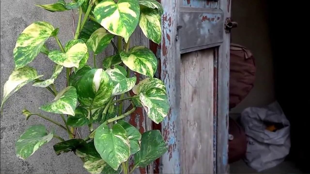 কর্মক্ষেত্রে ডেস্কে যদি মানি প্ল্যান্ট রাখেন, তাহলে বাস্তুশাসাস্ত্রের নিয়ম মেনে চলা উচিত। একটি সবুজ বা নীল কাচের বোতলে রাখা উচিত, তাতে অর্থ আকর্ষণ করে ও অগ্রগতির পথ প্রশস্ত করে। মানি প্ল্যান্টকে সরাসরি সূর্যালোক থেকে দূরে রাখুন। জানালাকে সাজানোর জন্য বাড়ির বাইরে লাগাবেন না। এতে যে কোনও কাজে উন্নতি যাবে থমকে। বাস্তু অনুসারে, একটি শুকনো মানি প্ল্যান্ট বাড়িতে কেবল দুর্ভাগ্য নিয়ে আসে।