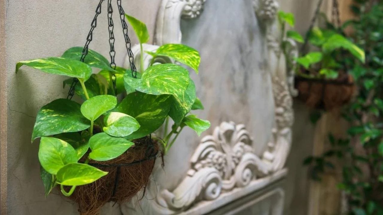 কখনও অন্যকে নিজের মানি প্ল্যান্ট দেবেন না, তাতে শুক্র গ্রহ রুষ্ট হয়। মনে রাখবেন মানি প্ল্যান্ট কখনওই শুক্রের শত্রু গ্রহ যেমন সূর্য, মঙ্গল বা চাঁদের কাছাকাছি থাকা উচিত নয়। তাতে মানি প্ল্যান্টের সুফল পাওয়া নাও যেতে পারে। এছাড়াও শুক্র রাগ করলে নানা ধরনের সমস্যা হতে শুরু করে।