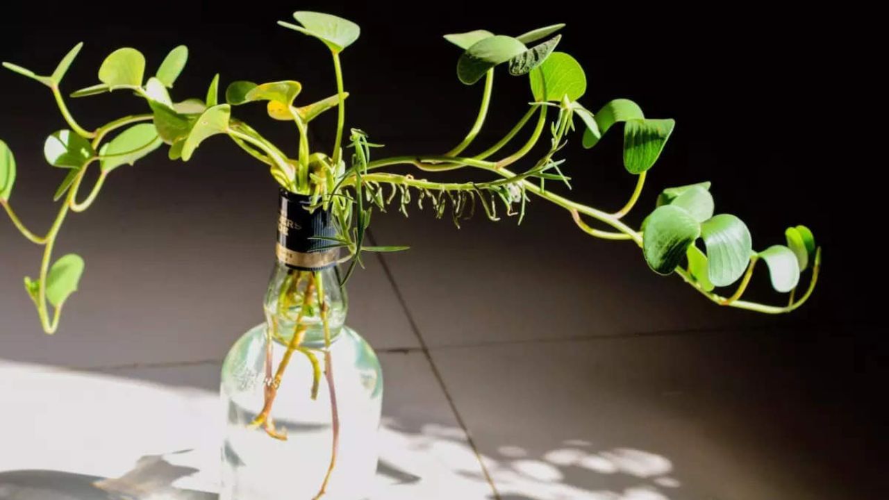 মানি প্ল্যান্ট সঠিক পথে না লাগালে আর্থিক সমস্যায় পড়তে হতে পারে। মানি প্ল্যান্ট কখনওই উত্তর-পূর্ব কোণে রোপণ করা উচিত নয়। এইকোণকে বাস্তুমতে অশুভ বলে মনে করা হয়। কারণ উত্তর-পূর্ব দিকের অধিপতি বৃহস্পতি, দেবতাদের গুরু ও শুক্র ও বৃহস্পতির মধ্যে বৈরী সম্পর্ক রয়েছে। তাই উত্তর-পূর্ব দিকে শুক্রের গাছ লাগালে সর্বদা ক্ষতি হয়।