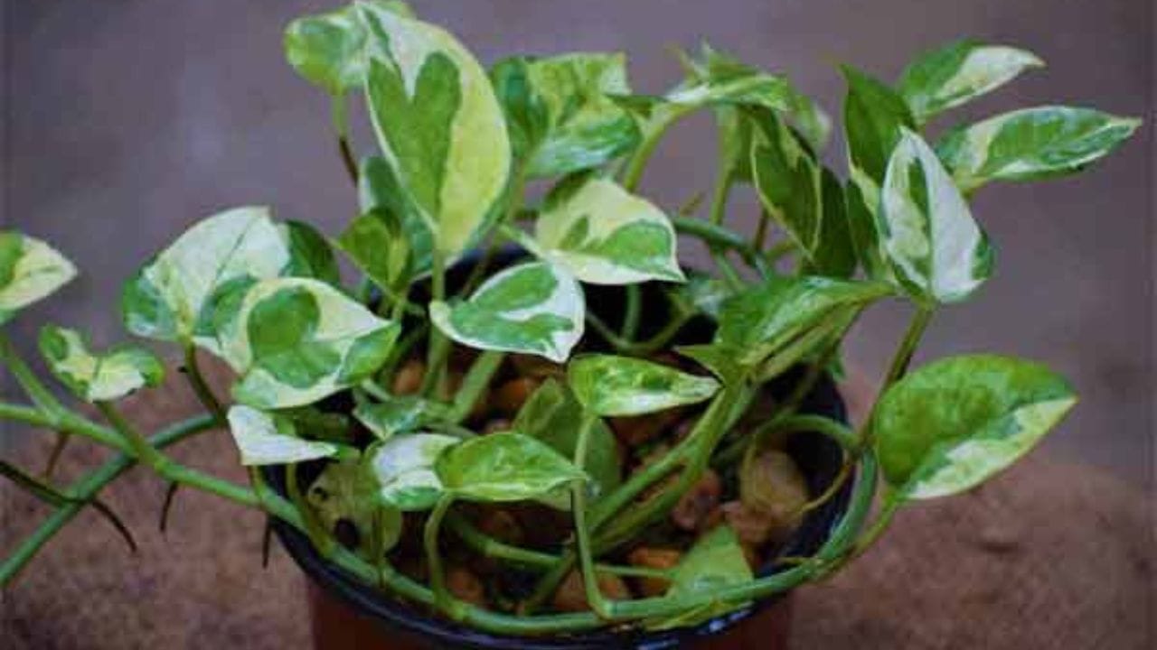 মানি প্ল্যান্ট সবসময় কিনে বাড়িতে লাগাতে হবে। অন্যের জায়গা থেকে এই গাছ লাগানো ঠিক নয়। খেয়াল রাখতে হবে বাড়ি থেকে মানি প্ল্যান্ট যেন অন্যকে বেড়ে ওঠার জন্য না দেওয়া হয়। এতে ঘরের আশীর্বাদ চলে যায় ও পরিবারের সদস্যদের মধ্যে পারস্পরিক ভালোবাসা ম্লান হতে থাকে।