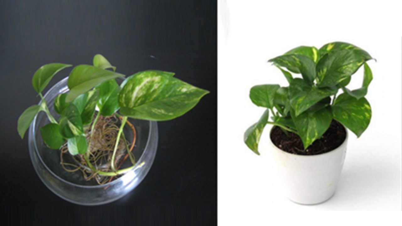 মানি প্ল্যান্টের লতার পাতা শুকিয়ে গেলে অবিলম্বে তুলে ফেলুন। মনে রাখবেন মানি প্ল্যান্টের লতা যেন মাটিতে স্পর্শ না করে। সামাল দিতে লাঠি বা দড়ি দিয়ে মাঝখানে বেঁধে ঘুরিয়ে দিতে হবে। উপরের দিকে বেড়ে উঠলে সম্পদ, সমৃদ্ধি ও চাকরি-ব্যবসায় উন্নতি ডেকে নিয়ে আসে। মানি প্ল্যান্টের লতা মাটিতে থাকলে তা সমৃদ্ধির পথে বাধা হয়ে দাঁড়ায়।