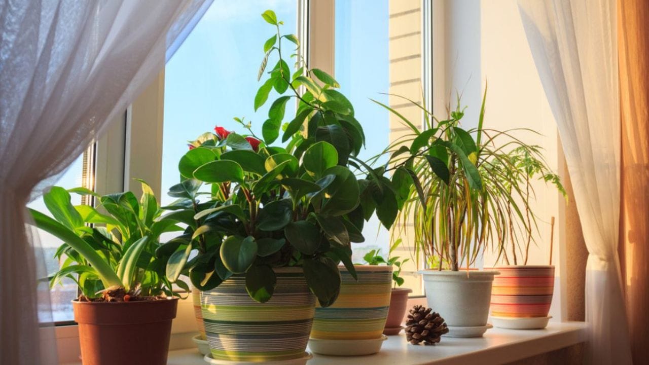 মানি প্ল্যান্ট শুক্রের সঙ্গে জড়িত। সৌভাগ্য,সম্পদ, বিলাসিতা, সুখ ও ঐশ্বর্যের প্রতীক হল শুক্র। বাস্তুশাস্ত্রে মানি প্ল্যান্টের উপকারিতা ও অবদান রয়েছে বিশেষ। তাই বাড়িতে বা অন্দরে কোন দিকে রাখলে সত্যিকারের উপকার পাবেন তা জানা জরুরি। বাস্তুমতে, বাড়িতে মানি প্ল্যান্ট রাখলে জীবনে ইতিবাচক শক্তি বাড়ে, অর্থের অভাব হয় না কখনও।