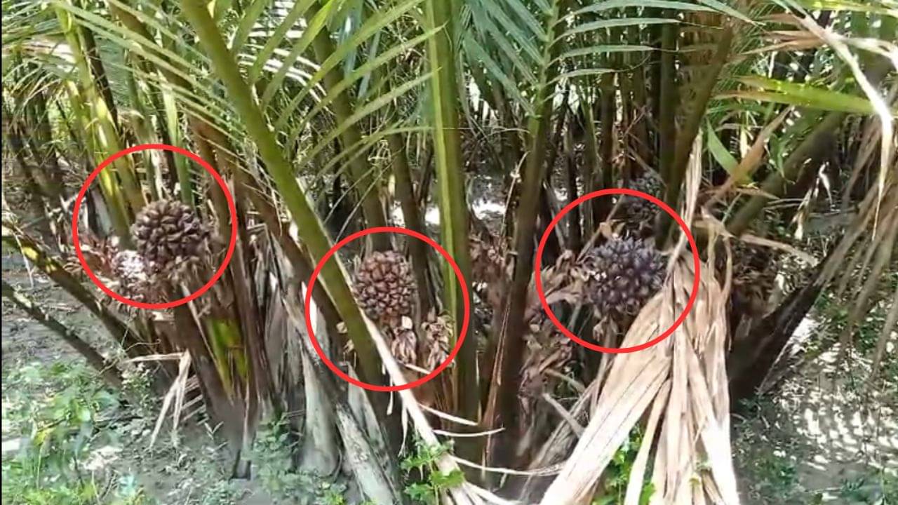 Sundarban: সুন্দরবনের এই ফল ভাইরাল, রস খেতে হলে চলে আসুন বাঘ-কুমিরের ডেরায়