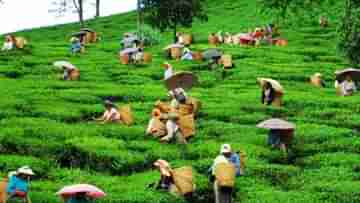 Tea Garden: বন্ধ একের পর এক চা বাগান, আজ ত্রিপাক্ষিক বৈঠক শিলিগুড়িতে