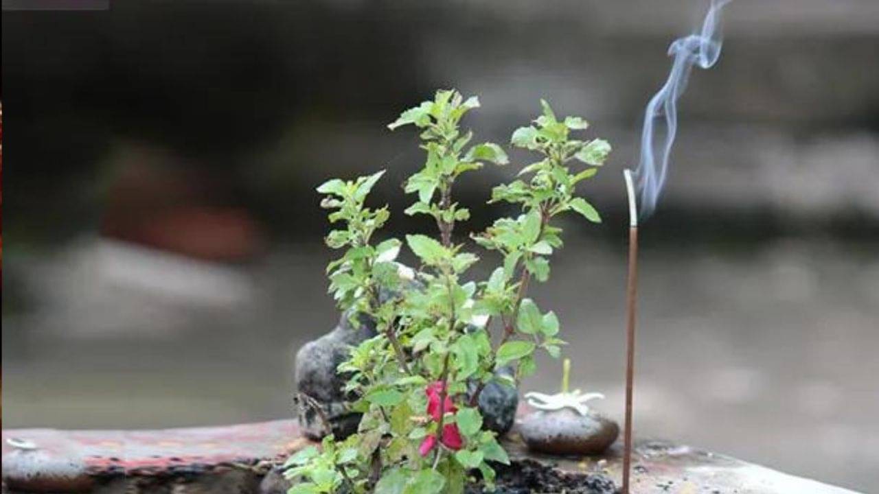 Tulsi Plant Tips: তুলসী পাতা ছাড়া পুজো অসম্পূর্ণ, কিন্তু কখন তুলসী ডাল ভাঙা একেবারেই উচিত নয়?