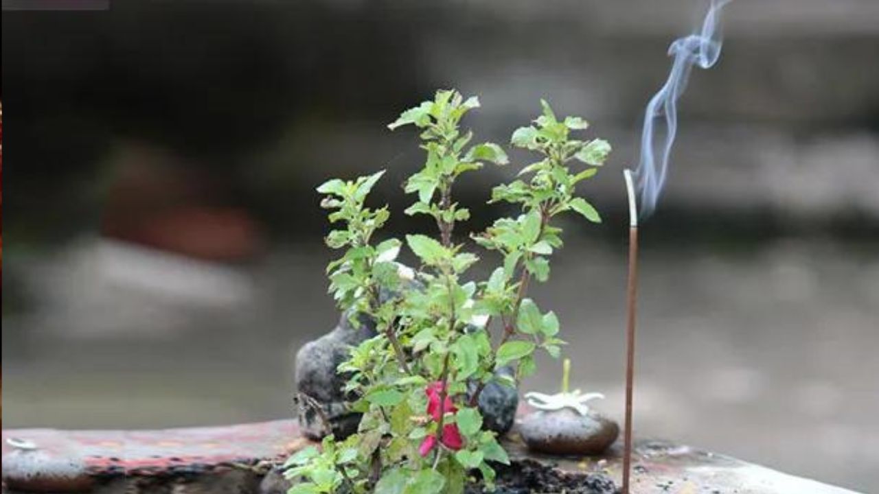 Tulsi Plant Tips: তুলসী পাতা ছাড়া পুজো অসম্পূর্ণ, কিন্তু কখন তুলসী ডাল ভাঙা একেবারেই উচিত নয়? Tulsi Plant Tips: তুলসী পাতা ছাড়া পুজো অসম্পূর্ণ, কিন্তু কখন তুলসী ডাল ভাঙা একেবারেই উচিত নয়?