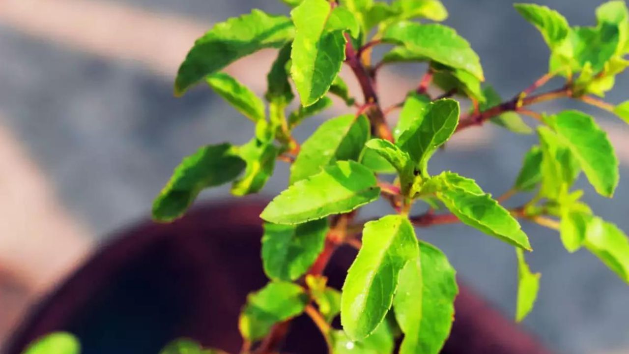 Tulsi Pujan Day 2023: আরও বিশেষ হতে চলেছে বড়দিন! তুলসী পুজো দিবসের গুরুত্ব ও নিয়ম জানা আছে?