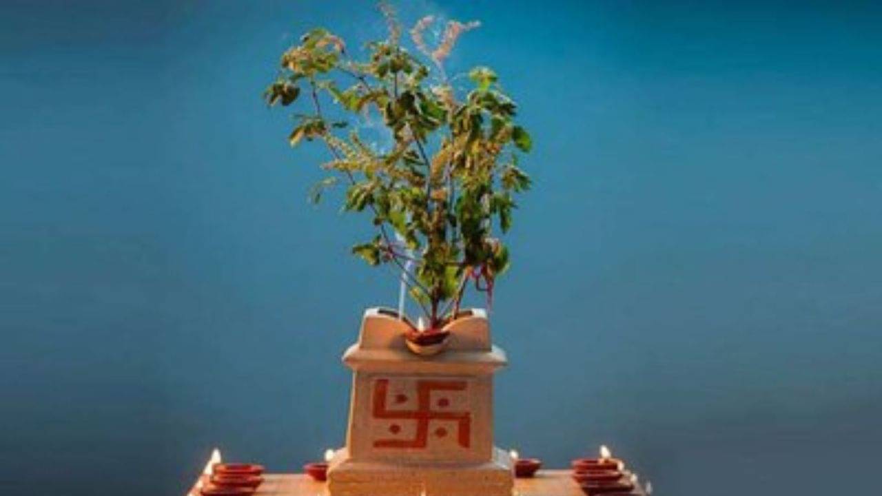 Tulsi plant Tips: তুলসী গাছের কোন লক্ষণগুলি দেখলেই বুঝবেন সংসারে ধেয়ে আসছে সুখের বন্যা!