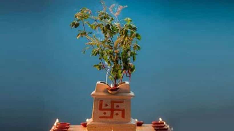 Tulsi plant Tips: তুলসী গাছের কোন লক্ষণগুলি দেখলেই বুঝবেন সংসারে ধেয়ে আসছে সুখের বন্যা!