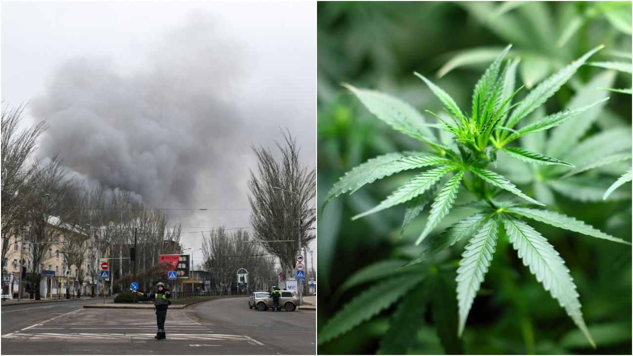 Ukraine Marijuana: রাশিয়ার বিরুদ্ধে যুদ্ধে জিততে 'গাঁজা' সেবন বৈধ করল ইউক্রেন