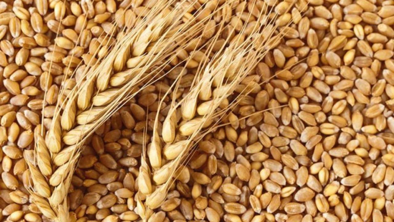Wheat Supply: বাজারে গমের দাম নিয়ন্ত্রণে রাখতে বড় পদক্ষেপ কেন্দ্রের