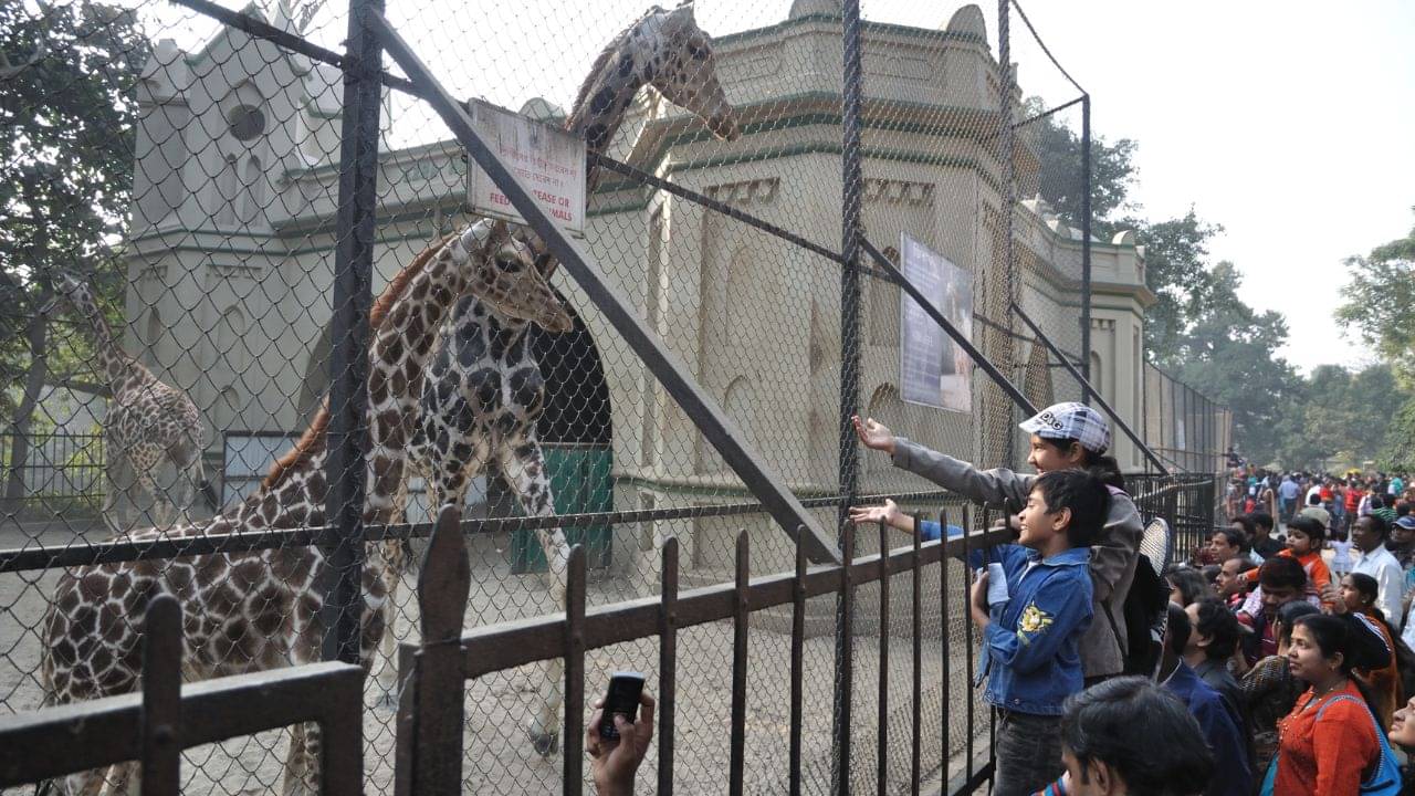 শীতের ছুটিতে বাচ্চাকে নিয়ে আলিপুর চিড়িয়াখানা যাবেন ভাবছেন? ঝক্কি এড়িয়ে ঘরে বসে টিকিট কেটে নিন
