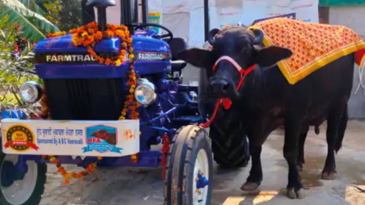 Cattle Fair: ২২.৩ কেজি দুধ দিয়ে প্রথম স্থানে এই মোষ, পুরস্কার হিসাবে পেল ট্রাক্টর