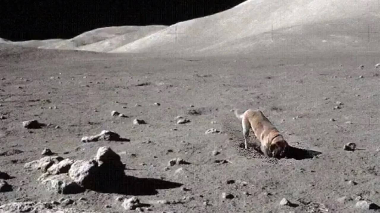 মন দিয়ে চাঁদের মাটি খুঁড়েই চলেছে কুকুর, গুপ্তধনের খোঁজ মিলল নাকি?