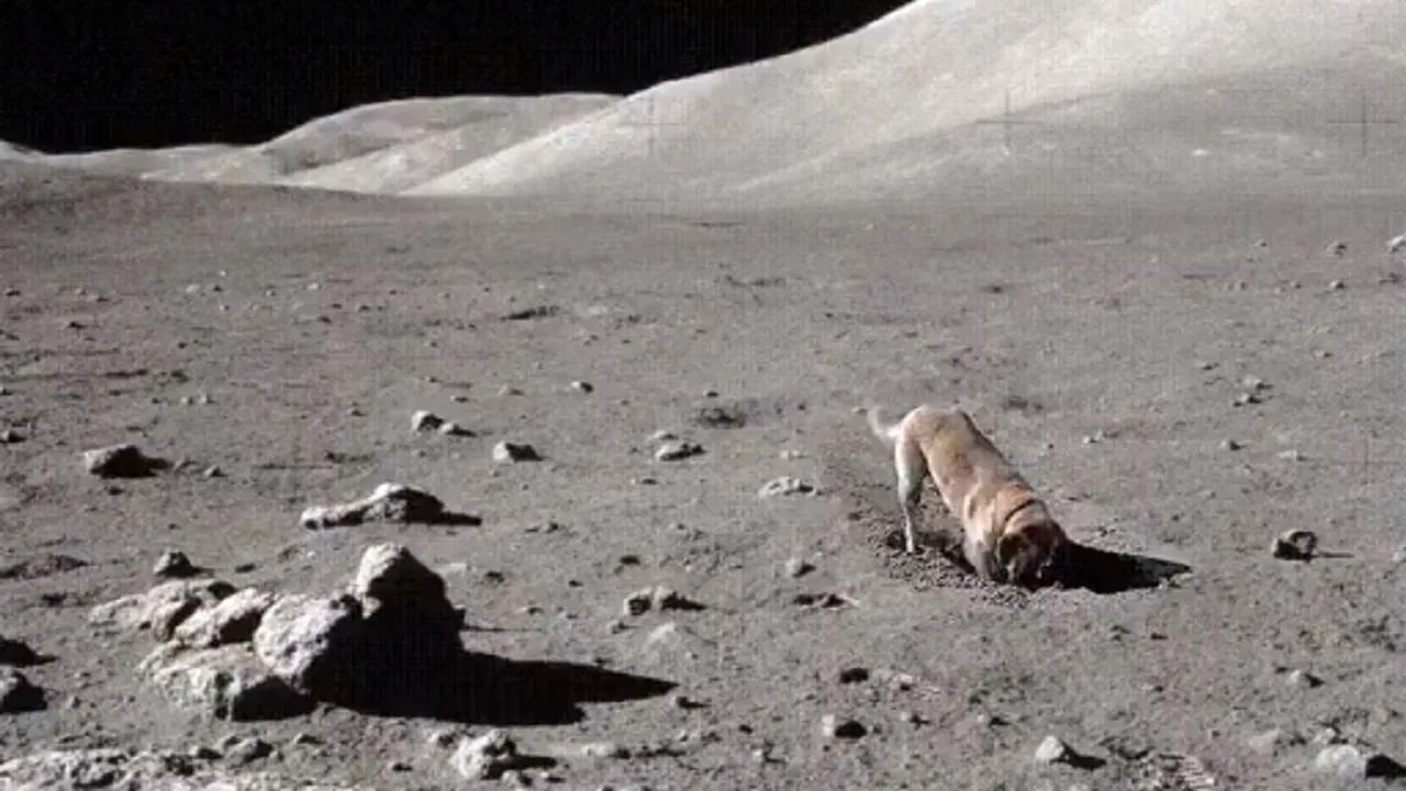 মন দিয়ে চাঁদের মাটি খুঁড়েই চলেছে কুকুর, গুপ্তধনের খোঁজ মিলল নাকি? মন দিয়ে চাঁদের মাটি খুঁড়েই চলেছে কুকুর, গুপ্তধনের খোঁজ মিলল নাকি?