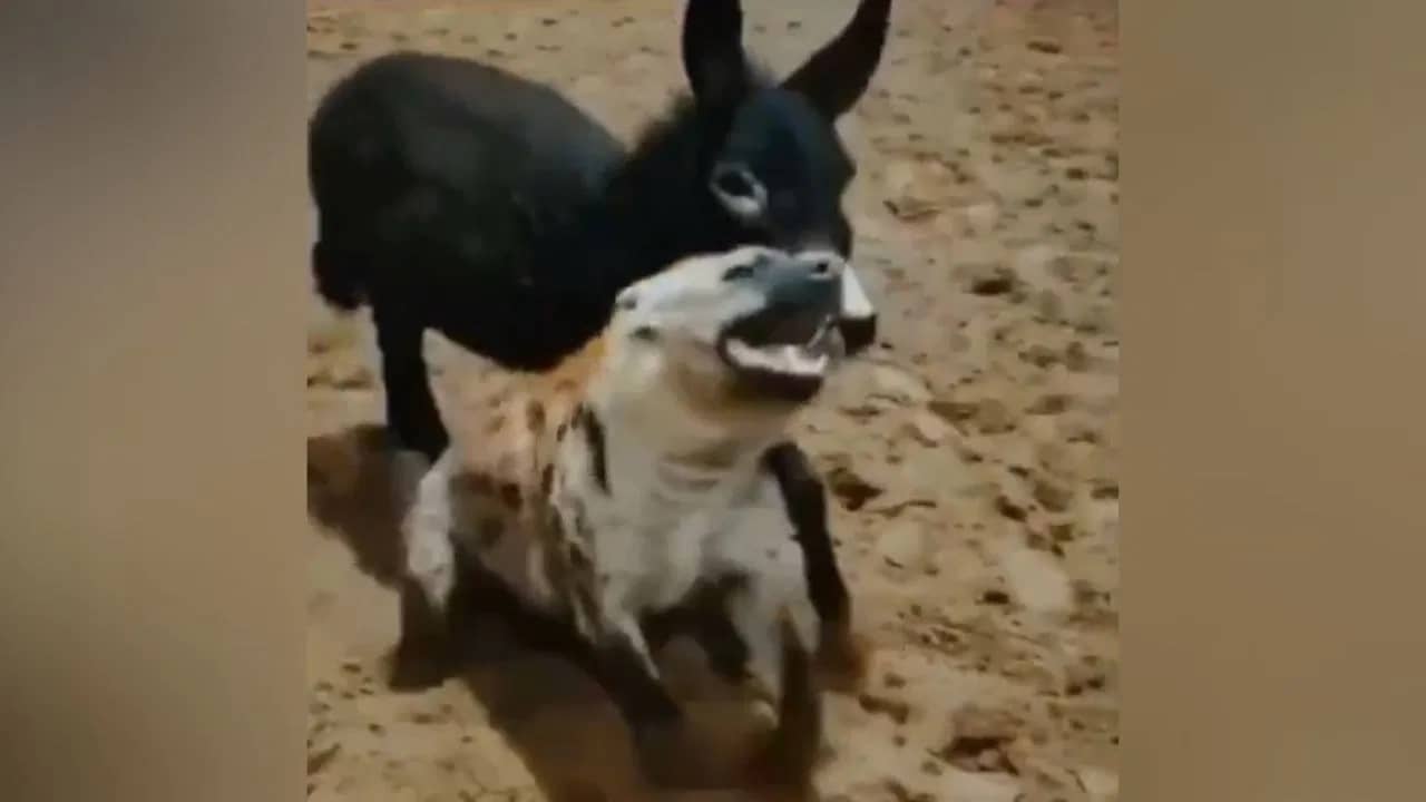 গাধাকে বোকা ভেবেছিল হায়না! সম্বিত ফেরার আগেই রক্তে ভাসল গোটা শরীর