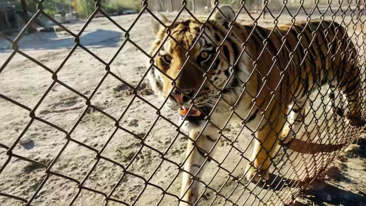 Zoo: বাঘের খাঁচার ভিতর মানুষের দেহ, বন্ধ করে দেওয়া হল চিড়িয়াখানা