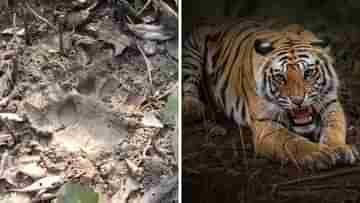 Royal Bengal in Locality: নদীর পাড়ে টাটকা পায়ের ছাপ, বাঘ খুঁজতে এবার পাথরপ্রতিমায় উড়বে ড্রোন!