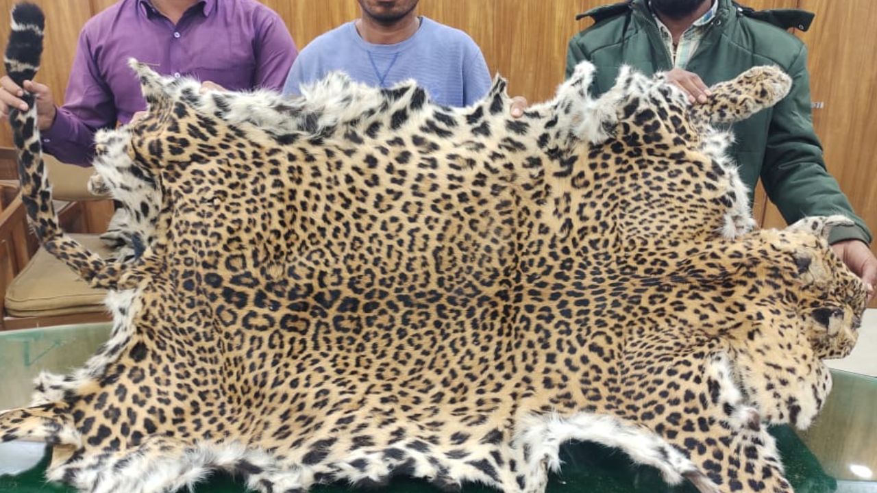 Leopard Skin Smuggling: বাংলায় এবার বাঘের চামড়া পাচার! কালাহান্ডি থেকে আস্ত চিতাবাঘের চামড়া এল মধ্যমগ্রামে