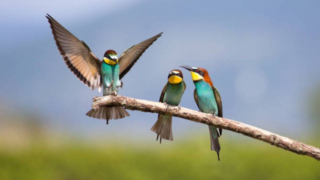 শীত এসে গিয়েছে, পরিযায়ী পাখি দেখতে কোথায় যাবেন?