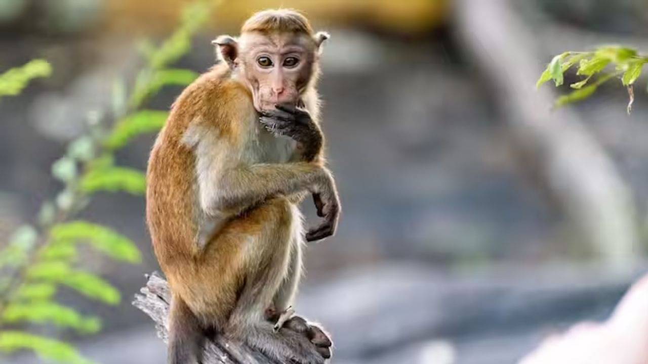 Monkey Dream Meaning: স্বপ্নের মধ্যে কি হুপ-হাপ করে হনুমানরা লাফিয়ে বেড়াচ্ছে? স্বপ্নশাস্ত্র মতে, এটা কি শুভ?