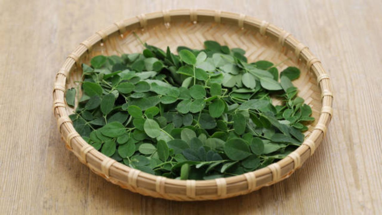 Moringa Leaves: ডাঁটা বা ফুল নয়, শীতকালে সজনে পাতাতেই বাড়বে ইমিউনিটি আর বিয়ে বাড়ি খেয়েও কমবে ওজন