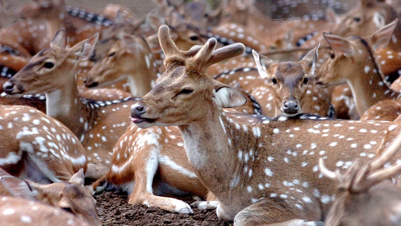 তারপরে ১৭৭৪ সাল থেকে ১৭৮২ সাল পর্যন্ত ওই বিলাসবহুল বাড়িতে ছিলেন সুপ্রিম কোর্টের বিচারপতি স্যার ইলোজা ইম্পে। বাড়ির চতুর্দিকে ছিল একটি বিশাল ডিয়ার পার্ক। বিচারপতির শখের জন্যই তৈরি করা হয়েছিল প্রচুর হরিণ। এর বিস্তার ছিল বিশাল। ক্যামাক স্ট্রিট থেকে রাসেল স্ট্রিট, দক্ষিণের দিকে বেরিং গ্রাউন্ড রোড পর্যন্ত। ছিল ঘন গাছে ঘেরা বিশাল ফটক। সেই থেকে এই রোডের নাম হয় পার্কস্ট্রিট।
