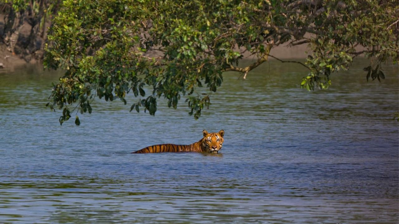 Sundarban: শীতের ছুটিতে সুন্দরবন যাওয়ার ইচ্ছে? এই পাখিরালয় গেলে দেখা মিলতে পারে রয়্যাল বেঙ্গলেরও