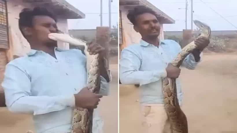 অজগরের মুণ্ডু ধরে চুম্বন যুবকের, পরক্ষণেই সাপের চুমু খেয়ে প্রাণ যাওয়ার জোগাড়!